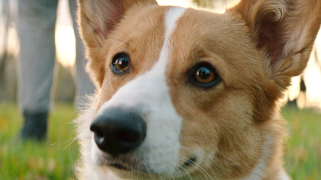 A Dog’s Purpose –&nbsp;Review